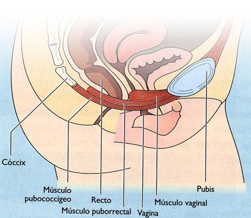 Las bolas chinas y el suelo pélvico