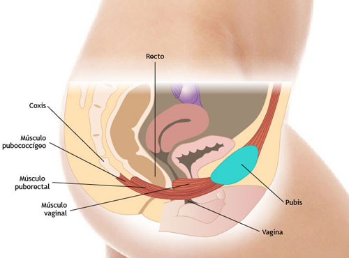 Ejercicios para fortalecer el suelo pélvico y la vagina