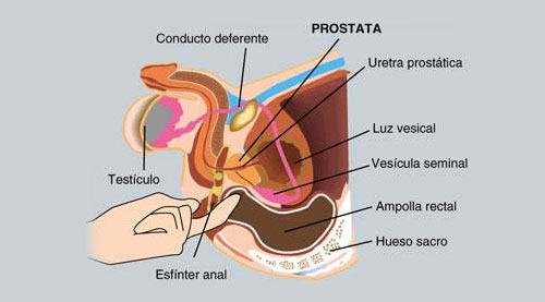 Estimular la prostata