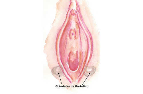 Glándulas Bartolino