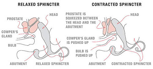 Estimulación de la próstata o punto G masculino